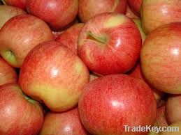 Premium Fresh Gala Apples South Africa