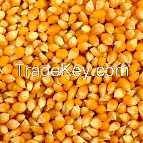 Yellow Corn