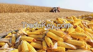 Yello White Corn