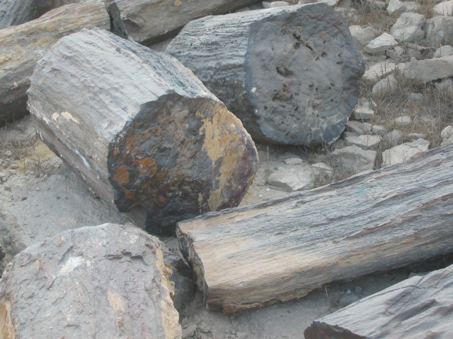 Egyptian Petrified wood