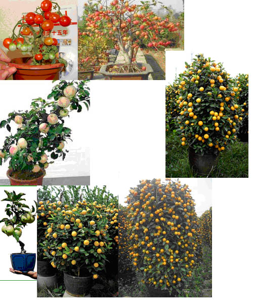 alive bonsai, alive bonsai with fresh fruits, potted trees with fruit