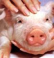 Feed Additives For Piglet Diets