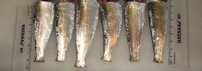 Frozen Sardine HGT / WR