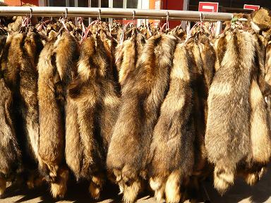 raccoon skins