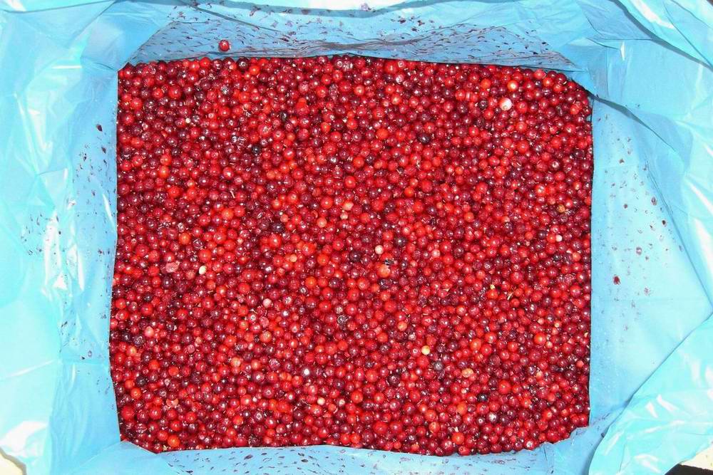 IQF Lingonberry