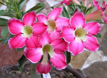 Adenium seed, Thai Adenium seeding