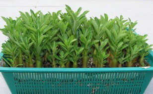 Adenium seed, Thai Adenium seeding