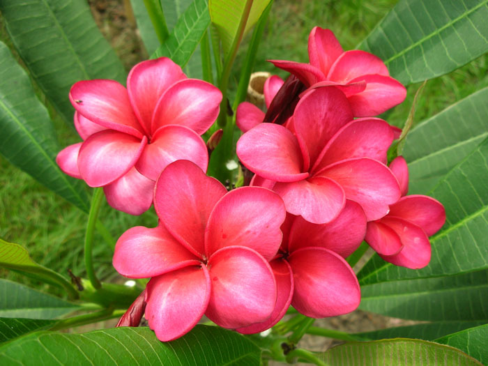Plumeria Mixed Varieties and Colors