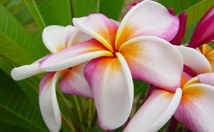 Plumeria Mixed Varieties and Colors By Best Aquarium Thailand, Thailand