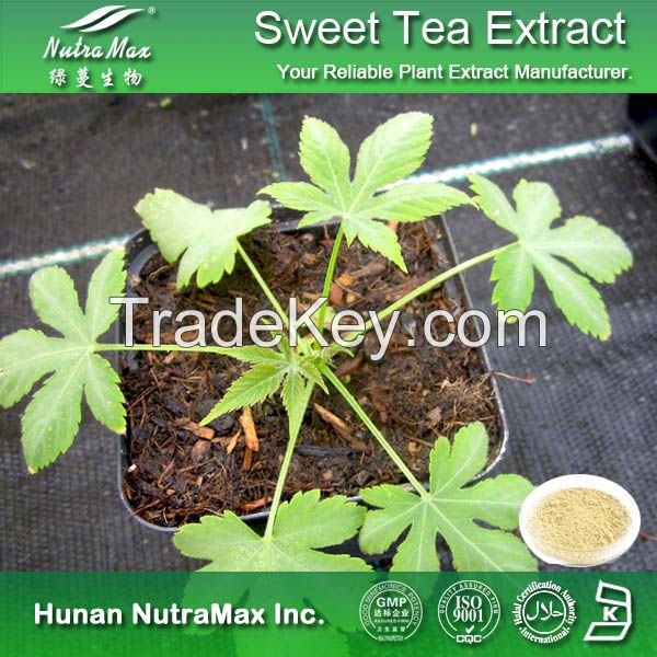 Manufacturer Sweet Tea Extract 70% Rubusoside