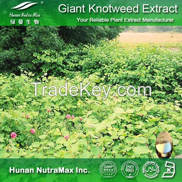 Giant Knotweed Extract Polygonum Cuspidatum Extract