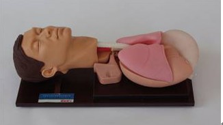 Advanced airway intubation simulator