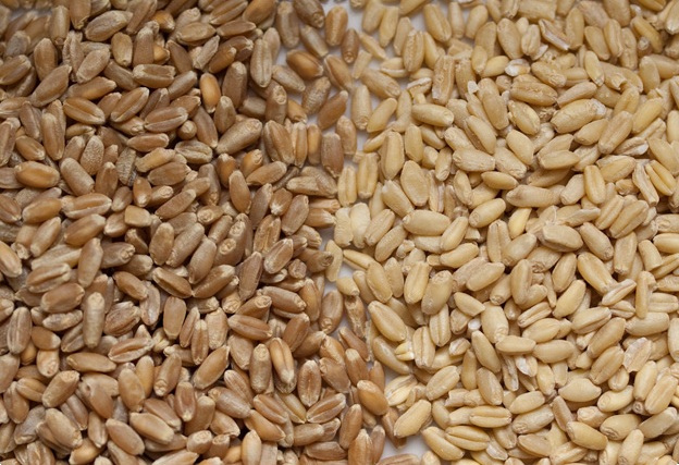 Soft Breading Wheat
