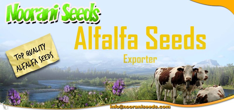 ALFALFA (Lucerne Medicago Sativa)seeds