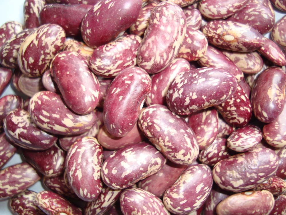 Purple speckled kidney beans