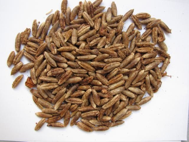 Date Seeds