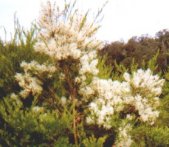 Tea Tree Seed, Melaleuca alternifolia