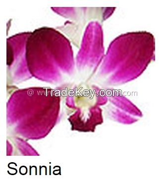 Fresh Cut Dendrobium Orchid Sonnia Sonia