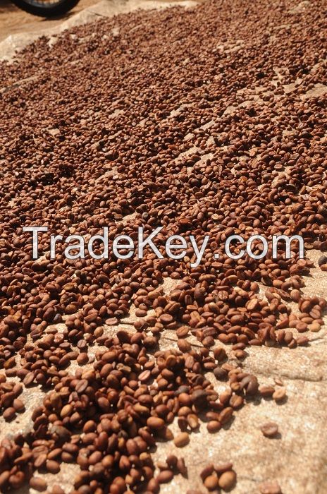 Export Standard High Quality Java Robusta Coffee Beans