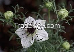 black-seed-oil