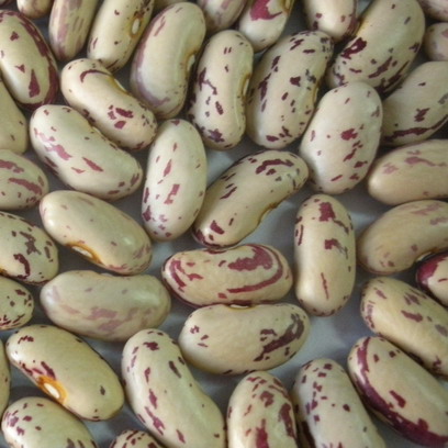 light speckled kidney beans long shape 2009 new crop