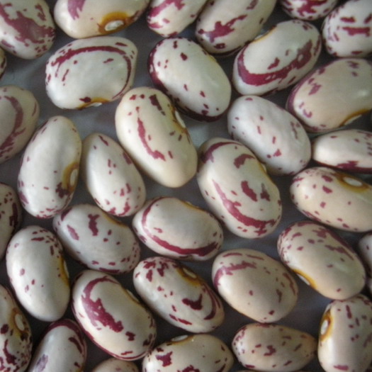Chinese cranberry beans