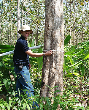 Selling Teak from Panama