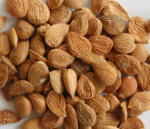 apricot kernel