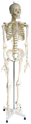 Skeleton model (Anatomy Model)
