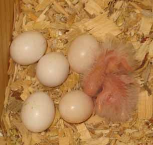 Fertilized parrot eggs