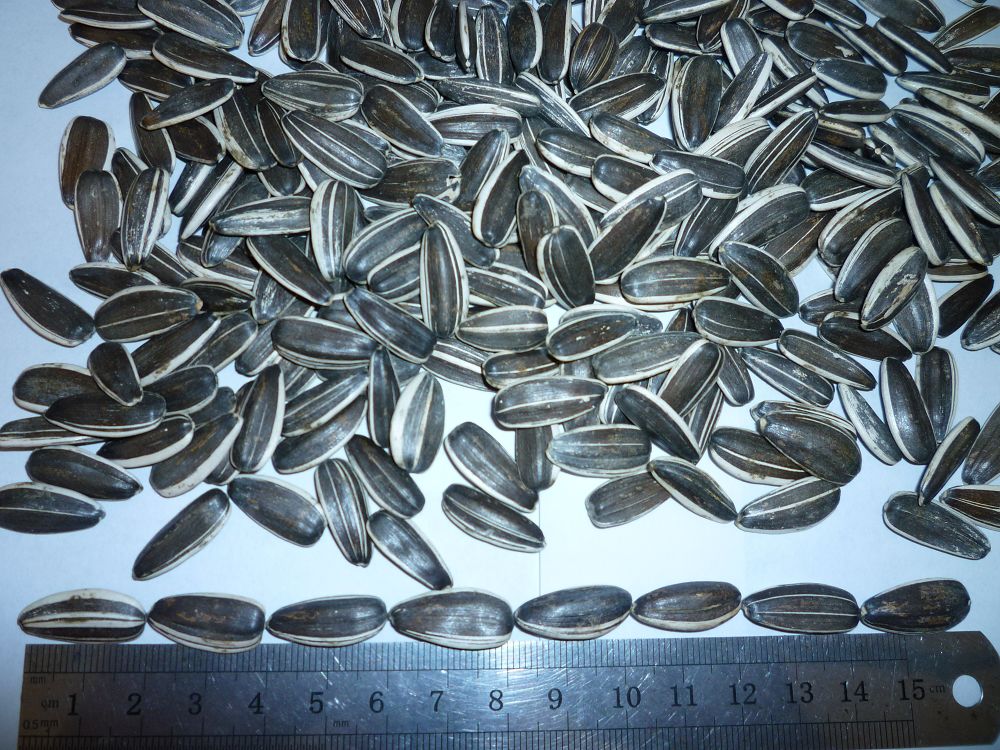 sunflower seeds