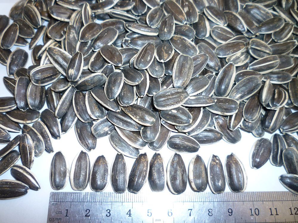 chinese sunflower seeds