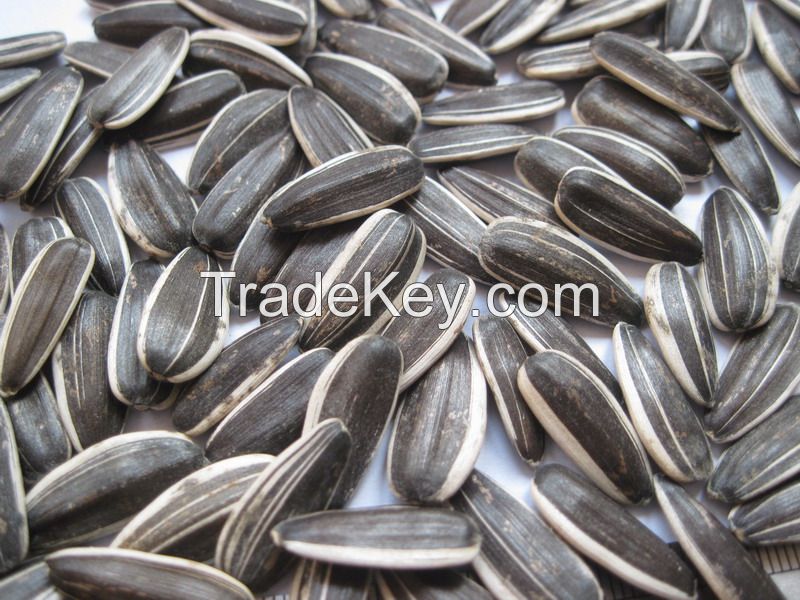 2014 Crop Confectionary Sunflower Seeds For Sale