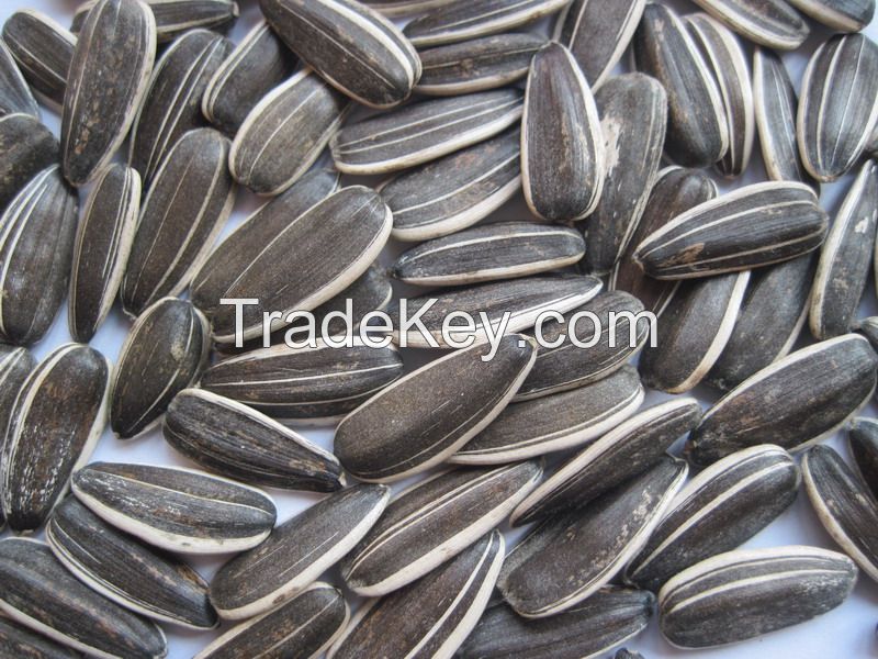2014 dired raw sunflower seeds black with strip 5009 type