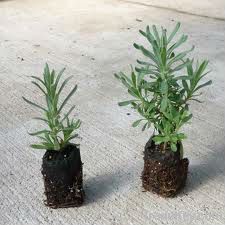 Lavender cuttings