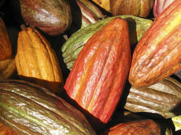Organic Criollo Cocoa (Cacao) Beans, Nibs, Butter, Liquor, Powder