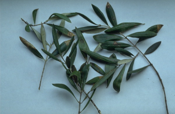 Olive Tree Leaves