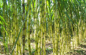 We are the Singapore's first and only online sugarcane supplier.