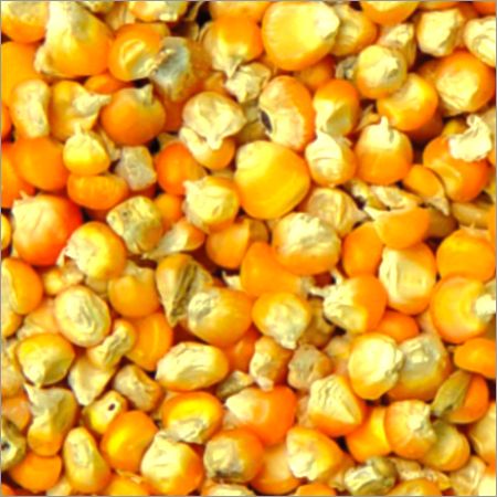 Maize | Maize Exporter | Corn Grain Seller | Maize Buyer | Bulk Maize Grain Importer | Corn bean Buyer | Corn bean Wholesaler | Corn Grain Manufacturer | Best Quality Corn Grain | Cheap Maize Supplier | Low Price Corn | Yellow Corn | White Cron | Baby Mai