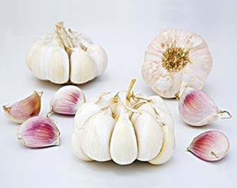 fresh garlic