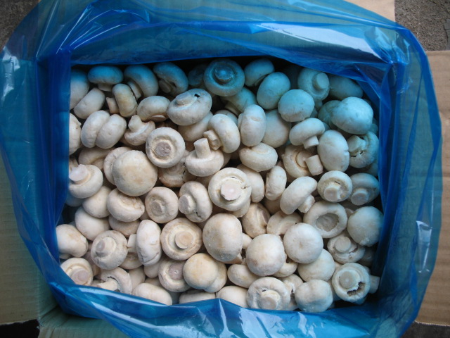 IQF Mushroom(Cooked) Whole