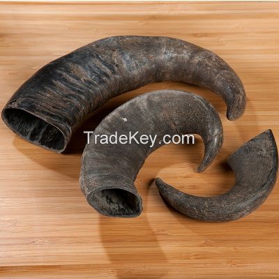 Cow/Buffalo Horns from Bangladesh