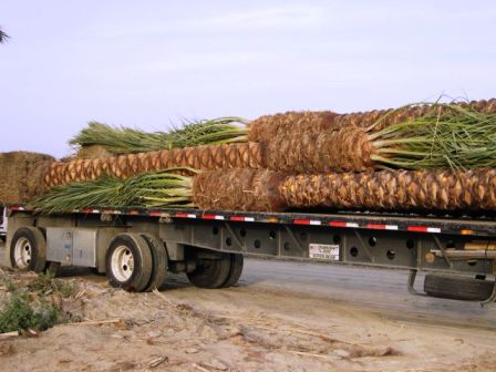 Phoenix dactylifera - Date Palm