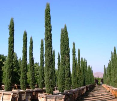Cupressus sempervirens - Italian cypress