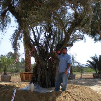 Olea europaea - Mature Olive Trees