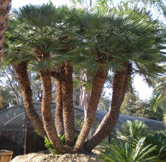 Chamaerops humilis - Mediterranean or European Fan Palm