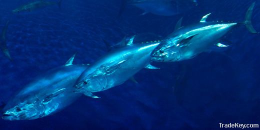 Pacific Blue Fin Tuna
