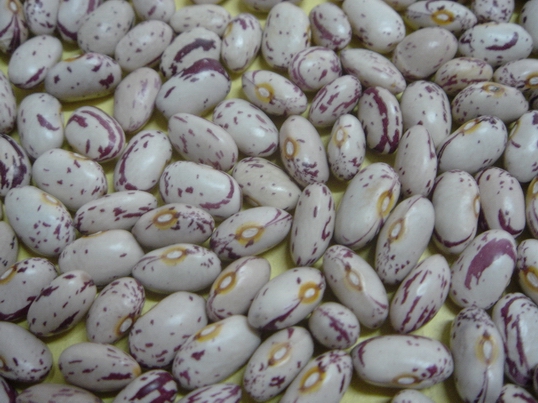 Light Speckled Kidney Beans, oval shape