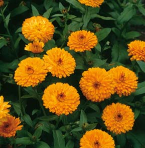 Calendula