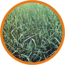 Pasture seeds for livestock feeding